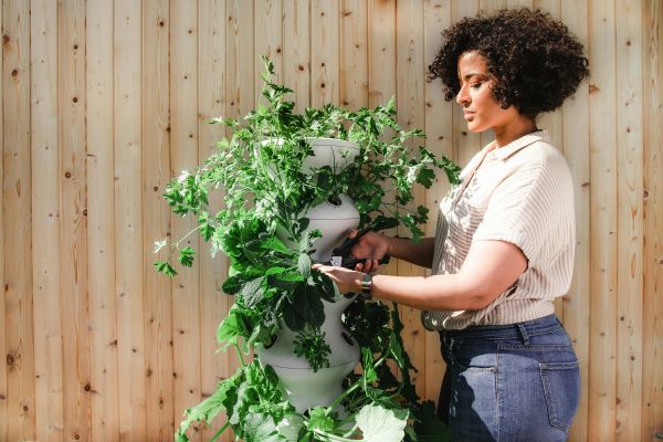 Revolutionize Your Gardening Routine with Top Plant Care Apps